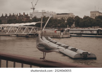 Seagull Standing on a Railing in from of the Thames River, Big Ben and the House of Parliament in London, England - Powered by Shutterstock