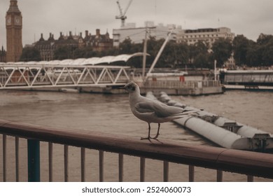 Seagull Standing on a Railing in from of the Thames River, Big Ben and the House of Parliament in London, England - Powered by Shutterstock