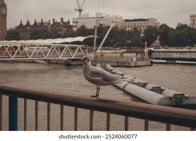 Seagull Standing on a Railing in from of the Thames River, Big Ben and the House of Parliament in London, England - Powered by Shutterstock