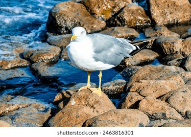 A seagull is standing on a rock near the water. The bird is looking out over the water, possibly searching for food. The scene is peaceful and serene, with the sound of the waves - Powered by Shutterstock