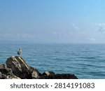 Seagull standing on a rock while looking out at the calm blue sea under a clear sky