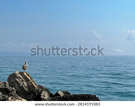 Seagull standing on a rock while looking out at the calm blue sea under a clear sky