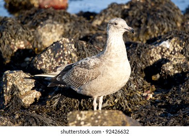 Seagull Standing On Rocks Near Beach In Newport Rhode Island