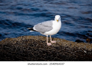 A seagull standing on a rocky shore with the ocean in the background, showcasing natural beauty and wildlife. - Powered by Shutterstock