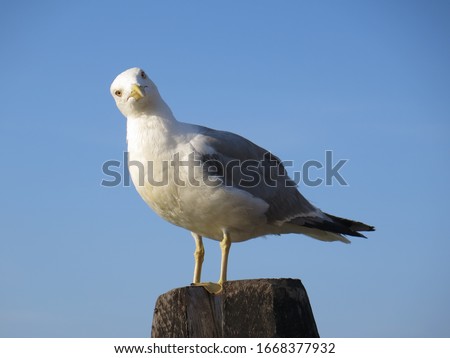 Seagull standing on a tree harbour log with a funny face looking bewildered that seems to be waiting for a response