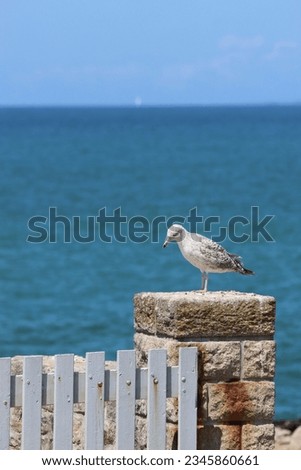 A seagull standing on a wall in front of the ocean
