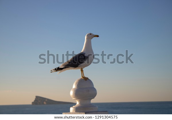 Seagull Standing On Wall Mirador De Stock Photo Edit Now