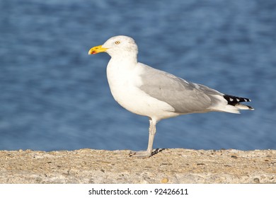 Seagull Standing On Wall Near Beach In Newport Rhode Island