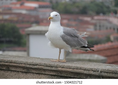 Images Photos Et Images Vectorielles De Stock De Plumeavec