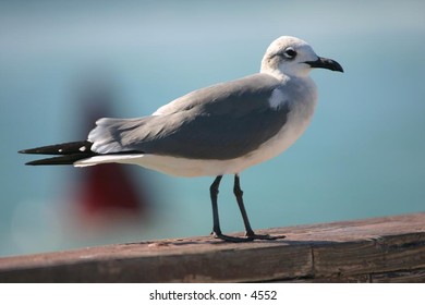 seagull standing on wooden pier
