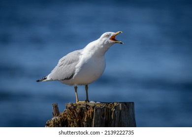 Seagull standing on wooden post while calling with beak open - Shutterstock ID 2139222735
