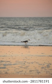 seagull standing at waves edge at sunset