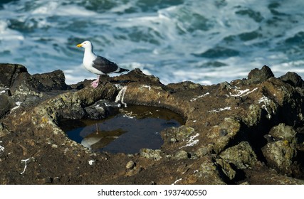 A seagull standingneara tide pool near Depoe Bay Oregon