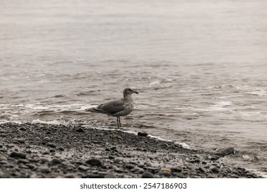 A seagull stands gracefully on a rocky shore by the ocean on Vancouver Island, BC, Canada. The tranquil scene captures the serenity and natural beauty of the coastal environment. - Powered by Shutterstock