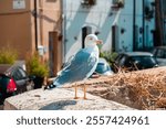 A seagull stands gracefully on a sunlit stone wall, with charming urban scenery and parked cars in the background, reflecting a peaceful city moment.