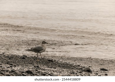 A seagull stands on the rocky beach, capturing the serene atmosphere of the west coast of Vancouver Island, BC, Canada, during dawn. The calm water adds to the tranquil scene. - Powered by Shutterstock