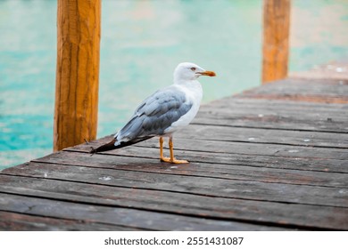 A seagull stands on a rustic wooden pier near tranquil blue water in Venice. The image captures the serene coastal atmosphere and natural beauty of the scene. - Powered by Shutterstock