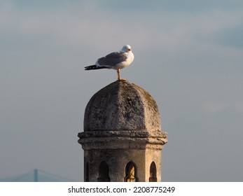 Seagull Stands On The Spire Of The Mosque Against The Sky