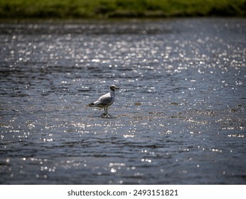 A seagull stands on a stone sticking out of the Uzh River. Lonely Larus among the expanses of water, ripples flickering in the sun. - Powered by Shutterstock