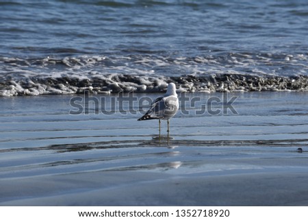 Similar – Image, Stock Photo seagull Nature Water