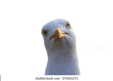A seagull was staring at the camera. A great number of pictures were taking until the animal fixedly looked at the camera.
