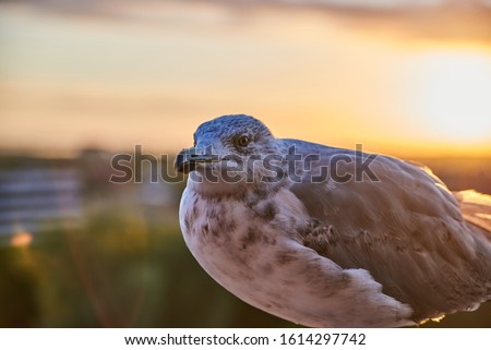 A seagull was staring at the camera. Seagull, Seagull portrait. Close up view of white bird seagull