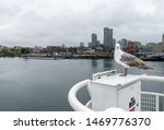 A seagull staring at camera while enjoying the magnificent Vancouver landscape view in Canada place