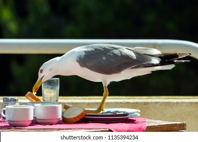 426 Gull Stealing Food Images, Stock Photos & Vectors | Shutterstock