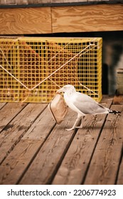 A Seagull Stealing Someone's Leftover Food Container