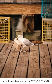 A Seagull Stealing Someone's Leftover Food Container