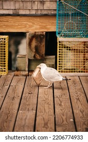 A Seagull Stealing Someone's Leftover Food Container