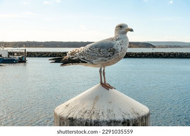 A seagull stood on top of a pillar at Poole quay in Dorset, UK with Poole harbour and water in the background