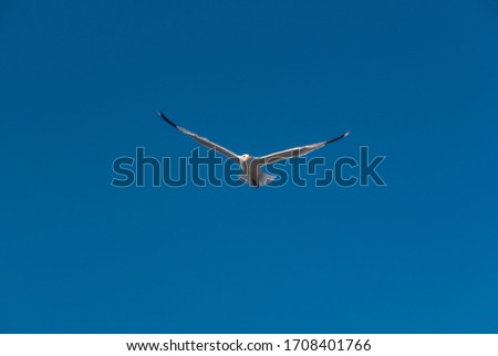 white-tailed eagle Hunting