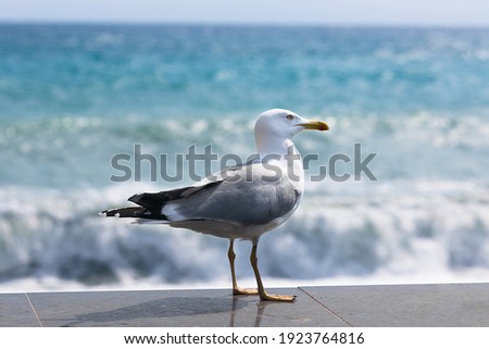 Similar – Image, Stock Photo Seagull on the beach coast in Ibiza in summer