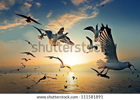 Similar – Image, Stock Photo Florida birds Sunset Beach