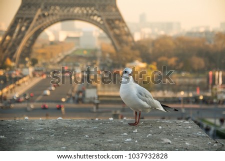Seagull at sunset in front of Eiffel Tower in Paris, France.