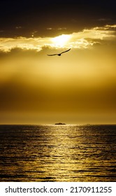 A seagull in the sunset sky over the sea. Sunset sky seagull silhouette. Seagull in sunset sky. Sunset sky clouds