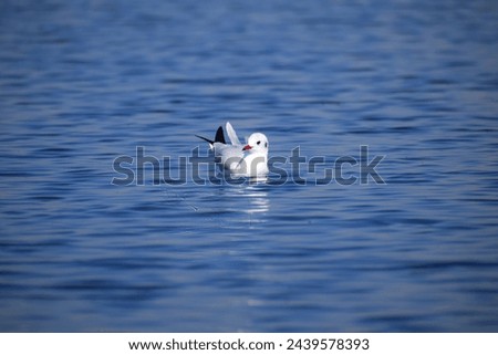 Seagull Swimming in Nalsarovar Bird Sanctuary, Gujarat, India. The soft light of dawn reflects off the water's surface, highlighting the seagull's delicate features and the peaceful surroundings.