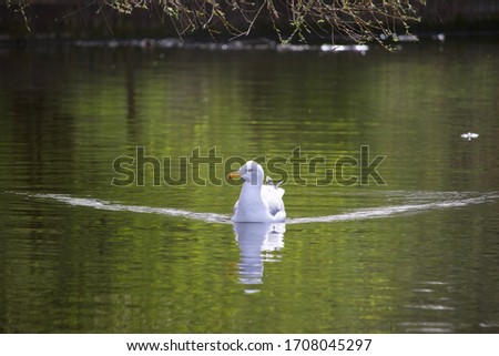 Similar – Island | drei weidende Schafe im Wasser mit Spiegelung