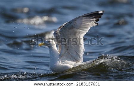 seagull swimming in the waters of the Szczecin Lagoon