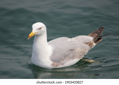 Seagull swims on the sea.