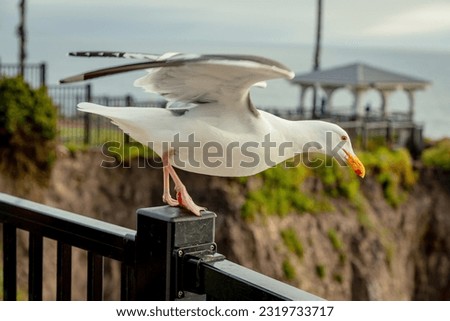 Seagull takes off. Seagull bird perched on black steel metal fence post at public park. Seagull in a public place on the background of the ocean