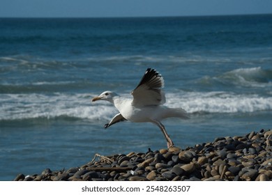 A seagull takes off into the sky - Powered by Shutterstock