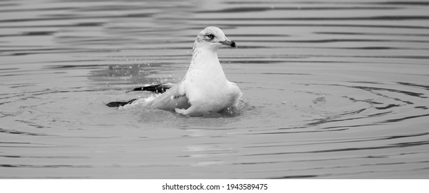 Seagull Taking A Bath , Jacksonville NC