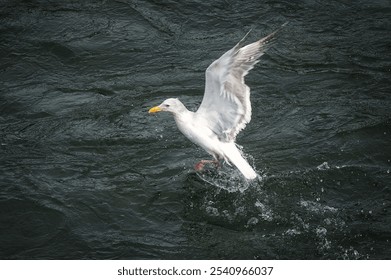 A seagull is taking off from the sea at the daytime with calm ripples and water drops under it - Powered by Shutterstock