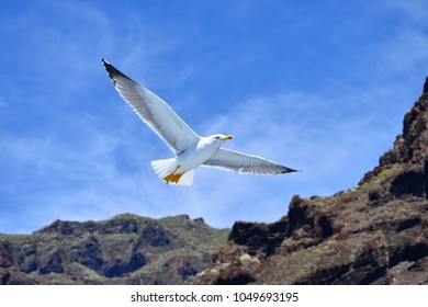 Seagull at Tenerife