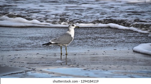 Seagull (Texas Gulf Coast)