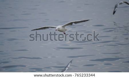 Similar – Foto Bild bird flew by Umwelt Natur