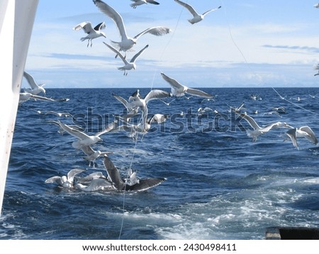 Seagull, that follows a fishingboat, hopeful to get some taste of the fishermans catch