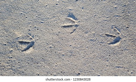 Seagull traces in the sand